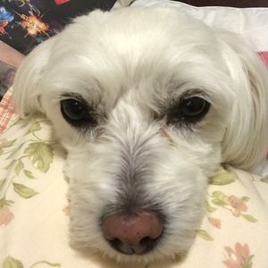 Meet your Posher, Velma